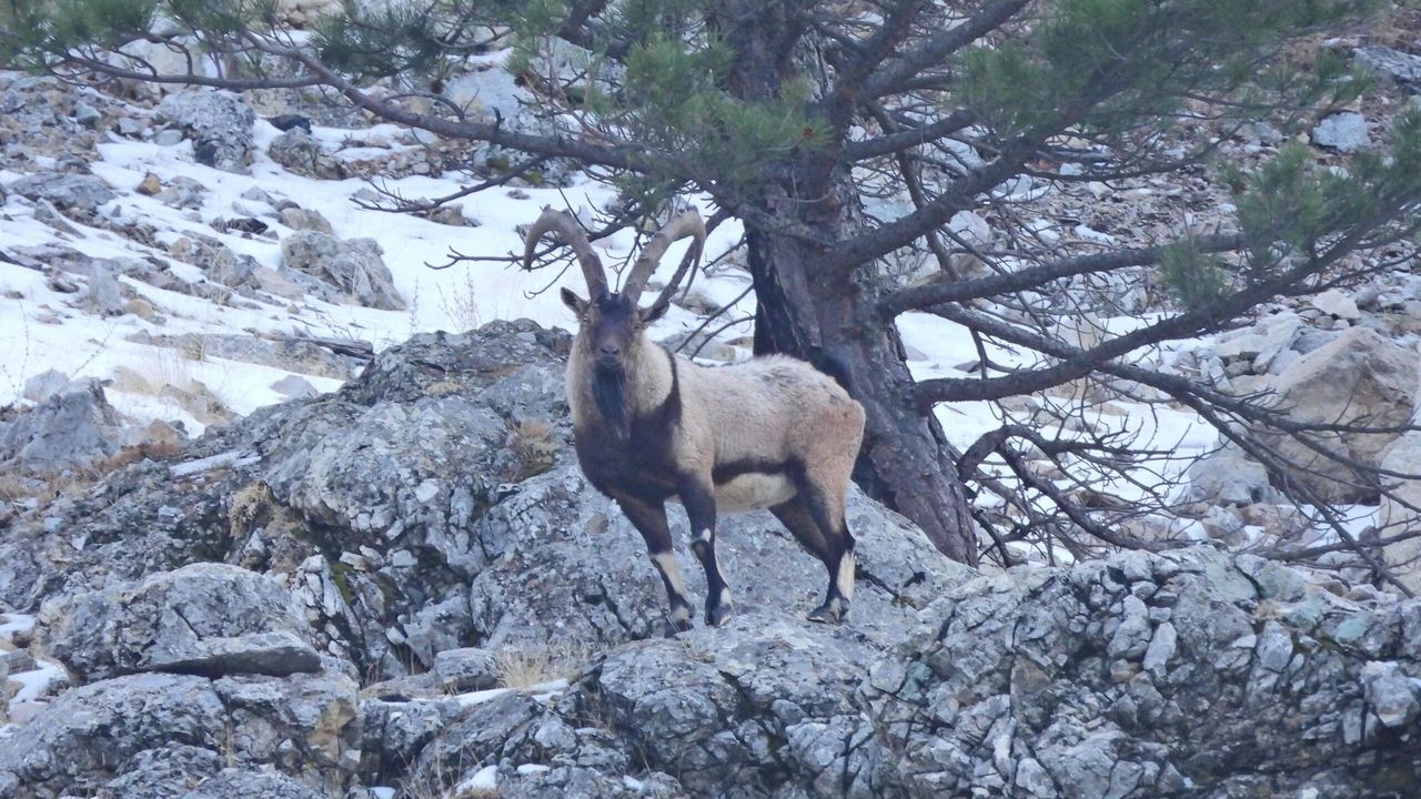 Kahramanmaraş'ın "doğa timleri" 4 ayda 1322 yaban hayvanı tespit etti