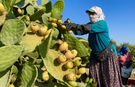 Mersin'de dikenli incir üreticilerinin zorlu hasat mesaisi başladı