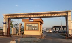 Kahramanmaraş Kurbanlık Hayvan Satış Fiyatları Belirlendi