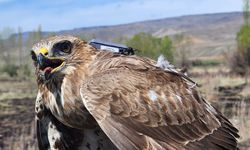 Bozkır şahini 2,5 yılda 28 ülkede 103 bin 456 kilometre uçtu