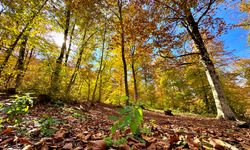 Dumanlı Yaylası sonbaharın tonlarıyla renklendi