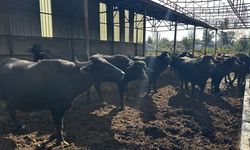 Isparta'nın manda ürünleri talep görüyor