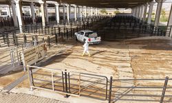 Büyükşehir’den Canlı Hayvan Pazarı’nda Halk Sağlığı İçin Kapsamlı Çalışma