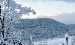 Etkili olan kar yağışı sarıçam ormanlarını beyaza bürüdü