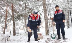 Jandarma ekipleri yaban hayvanları için doğaya yem bıraktı