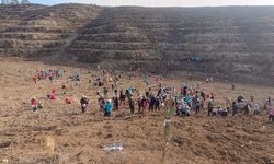 Öğrenciler yanan ormanlık alana fidan dikti