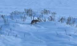 Kızıl tilkinin karla kaplı arazide av mesaisi