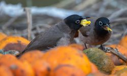 Ağaçlardan düşen narenciyelerle beslenen Arap bülbülleri görüntülendi