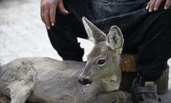 Kahramanmaraş'ta yaralı bulunan karaca yavrusu tedavi altına alındı