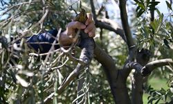 Kahramanmaraş'ta zeytin üreticilerine budama ve gübreleme uyarısı
