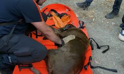 Su kuyusunda mahsur kalan köpek kurtarıldı