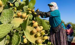Mersin'de dikenli incir üreticilerinin zorlu hasat mesaisi başladı