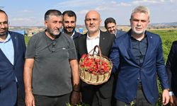Başkan Görgel; “Dünya’nın En Güzel Biberi, Maraş Biberi Hasadımız Hayırlı ve Bereketli Olsun”