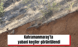 Kahramanmaraş'ta yabani keçiler görüntülendi