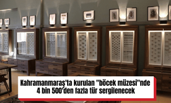 Kahramanmaraş'ta kurulan "böcek müzesi"nde 4 bin 500'den fazla tür sergilenecek