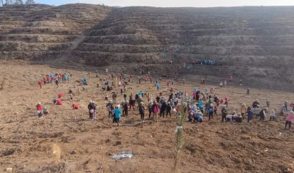 Öğrenciler yanan ormanlık alana fidan dikti