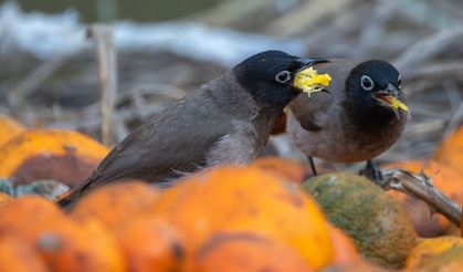 Ağaçlardan düşen narenciyelerle beslenen Arap bülbülleri görüntülendi