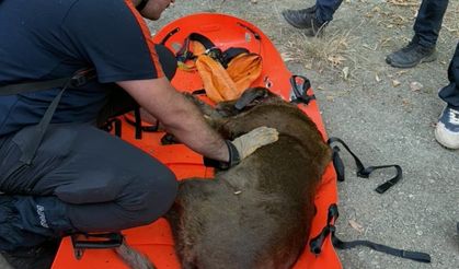 Su kuyusunda mahsur kalan köpek kurtarıldı