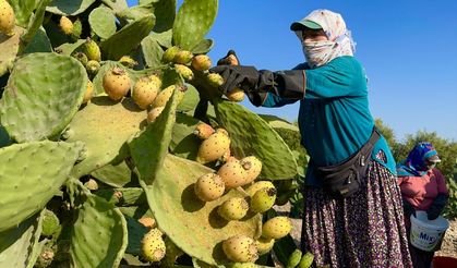 Mersin'de dikenli incir üreticilerinin zorlu hasat mesaisi başladı