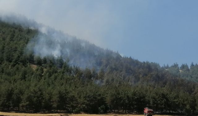 Kahramanmaraş'ın Dulkadiroğlu ilçesindeki orman yangını kontrol altına alındı