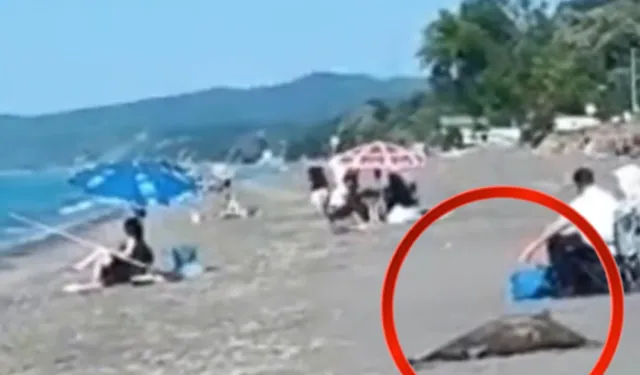 Sahilde ölü yunus skandalı! Günlerdir kaldırılmadı...