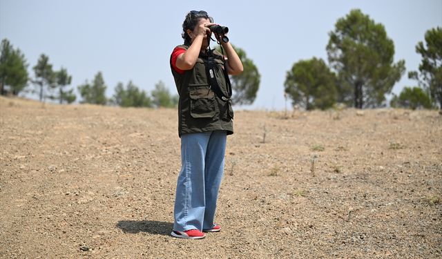 Kene avcısı kınalı kekliklere dürbünlü, fotokapanlı ve dronlu takip