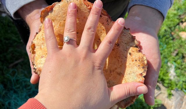 Ormanlık alandan toplanan mantar geçim kapısı oldu