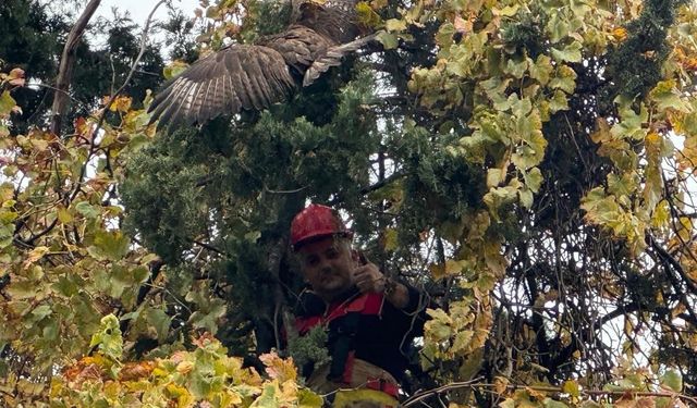 Hatay'da ağaca takılan kızıl şahini itfaiye kurtardı