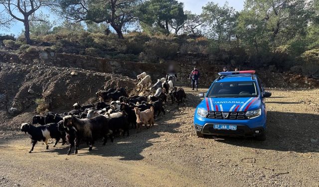 Kaybolan 55 küçükbaş hayvan jandarma ekiplerince bulundu