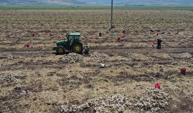 Kahramanmaraş'ta sarımsak hasadı etkinliği düzenlendi