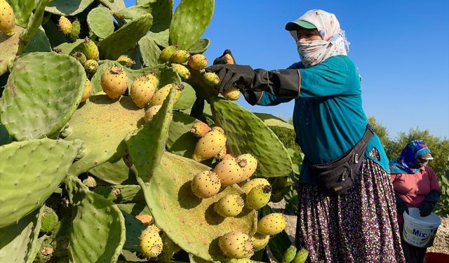 Mersin'de dikenli incir üreticilerinin zorlu hasat mesaisi başladı