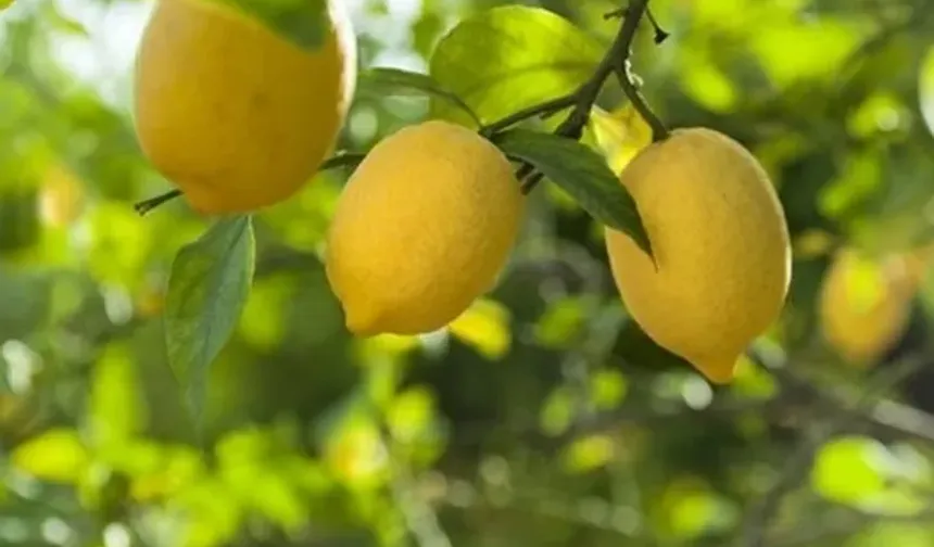 Ticaret'ten limon ihracatına geçici kısıtlama!