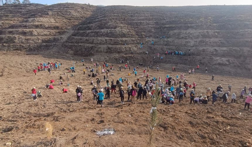 Öğrenciler yanan ormanlık alana fidan dikti