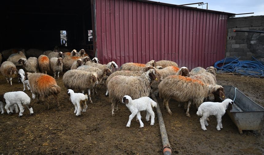 Depremde hayvanlarını kaybeden besici, devlet desteğiyle üretimini katladı