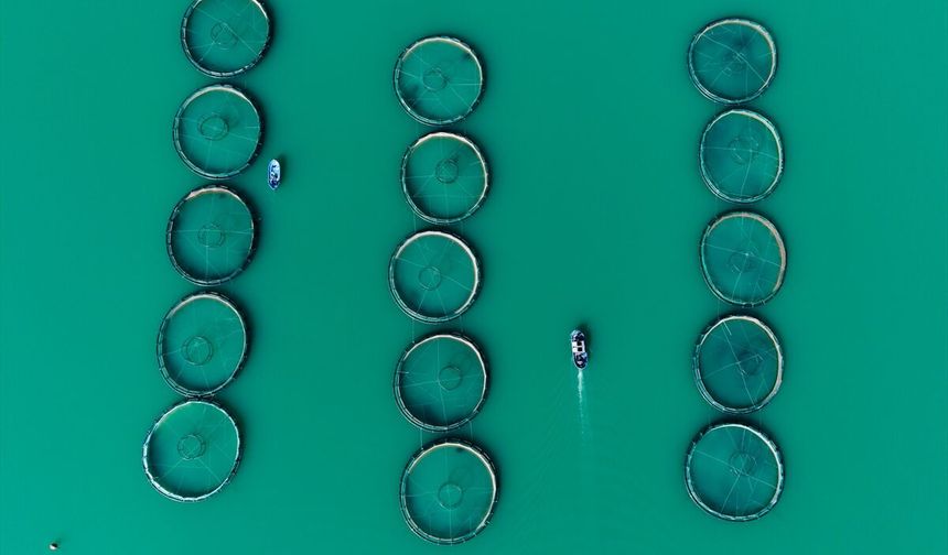 Kahramanmaraş'ta barajlarda üretilen somon ve alabalık ihraç ediliyor