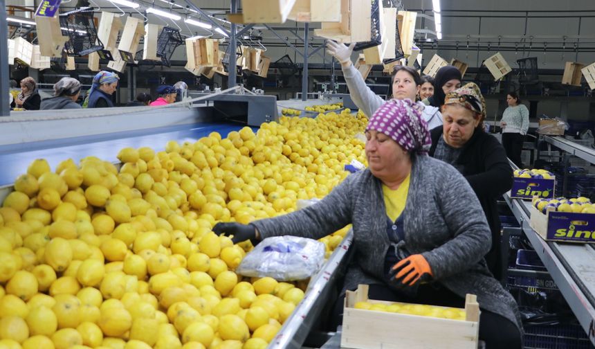 Türkiye'nin 3 aylık yaş meyve sebze ihracatını Doğu Akdeniz illeri sırtladı