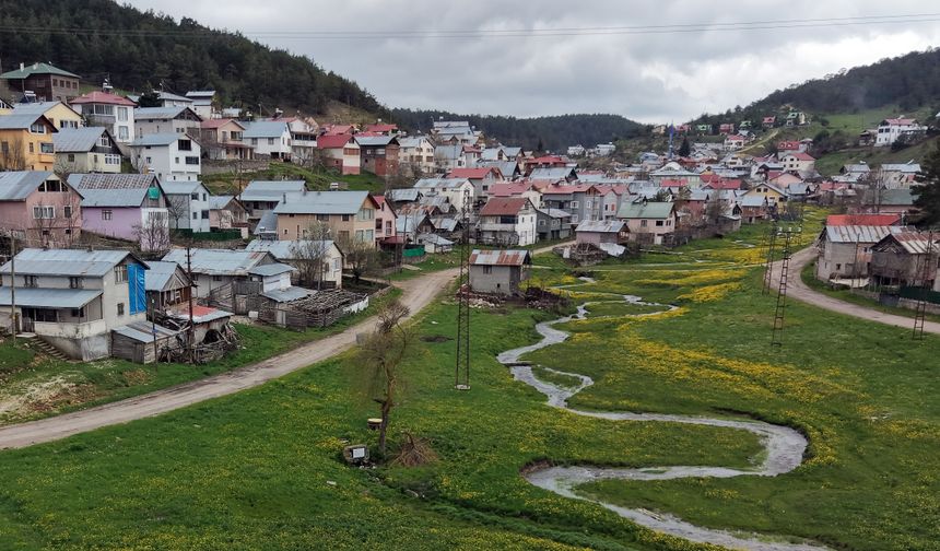 Eğriçimen Yaylası baharda sarı papatyalarla renklendi