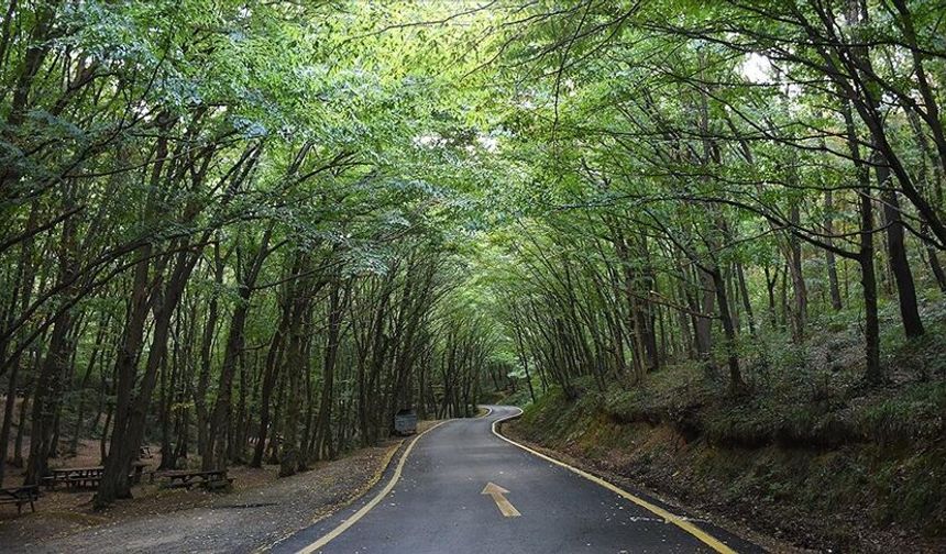 Kahramanmaraş'ta ormanlık alanlara girişler 31 Ekim'e kadar yasaklandı